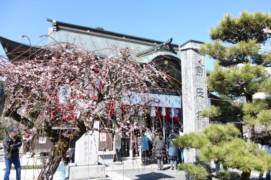 Shida Ume Festival (Tsunashiki Tenmangu Shrine)-6