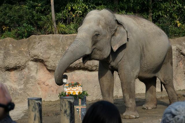 到津の森公園クリスマスフェア-0