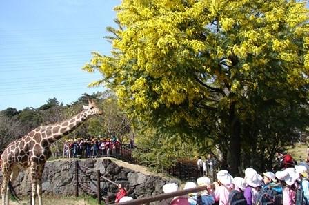 到津の森公園　ミモザフェア-1