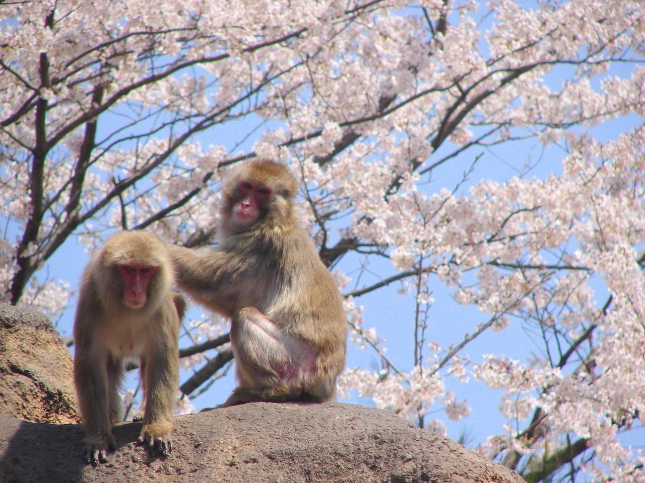 【到津の森公園】Itozu 春 Zoo 2026-1