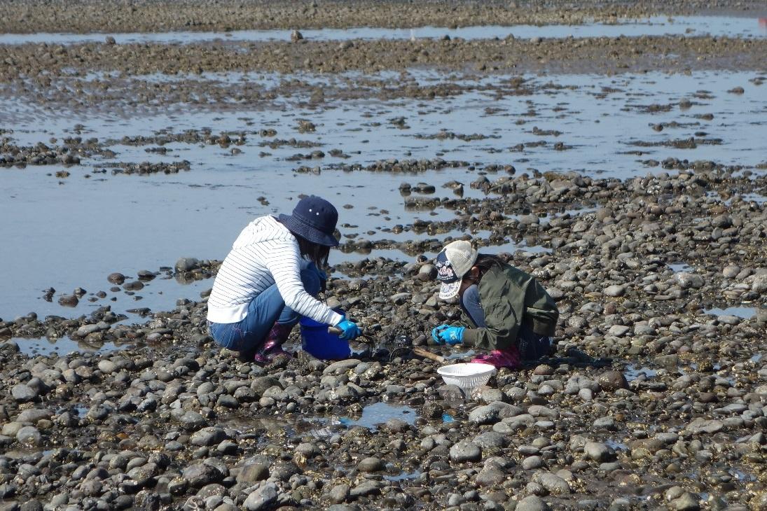 浜の宮海岸　潮干狩り-1