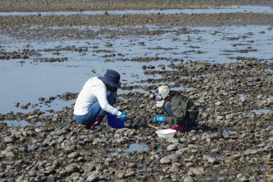 浜の宮海岸　潮干狩り-1