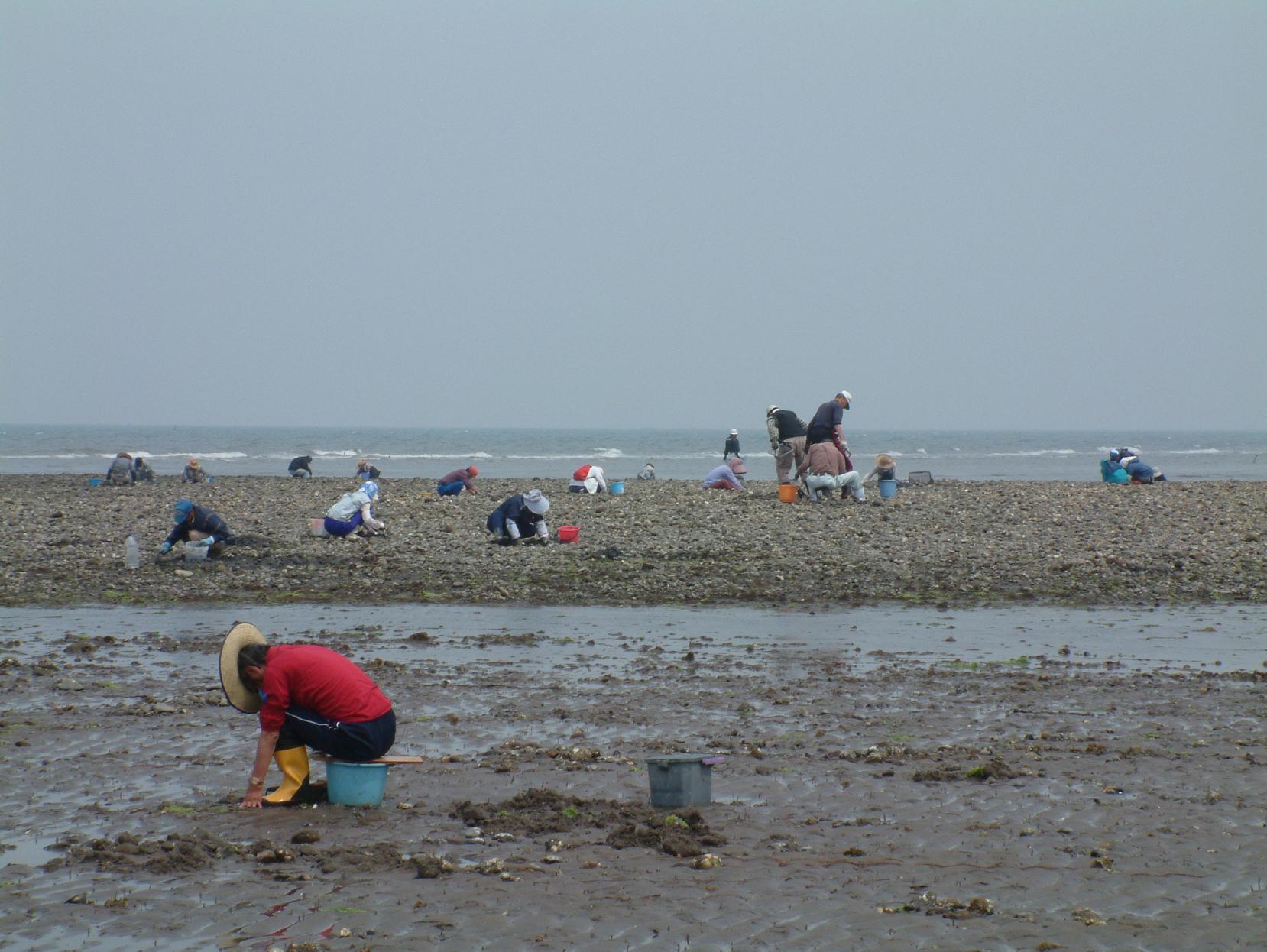 浜の宮海岸　潮干狩り-4