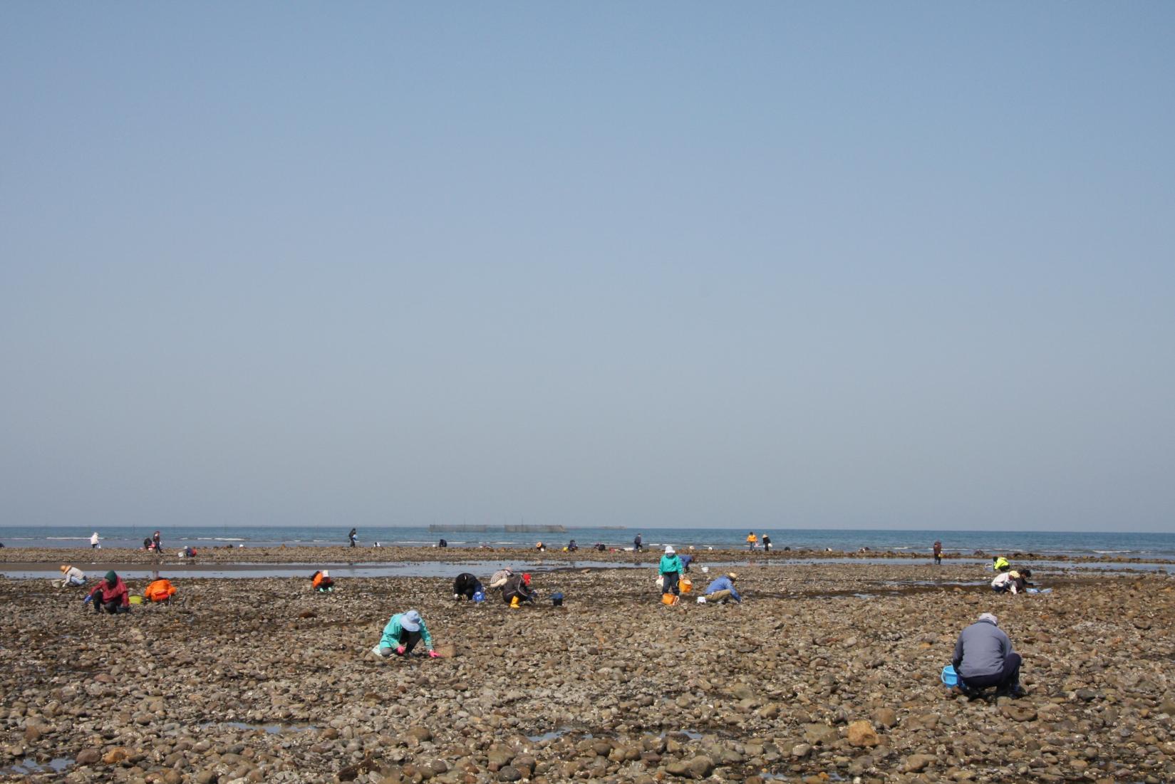 浜の宮海岸　潮干狩り-2