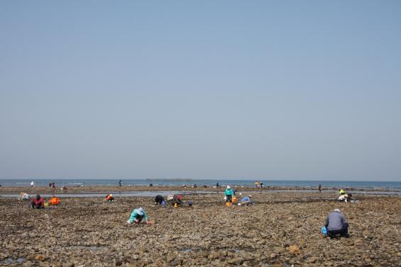 浜の宮海岸　潮干狩り-2