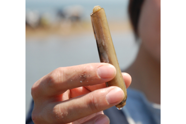 長井浜海岸　潮干狩り（マテ掘り）-1