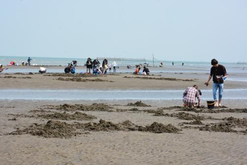 長井浜海岸　潮干狩り（マテ掘り）-0