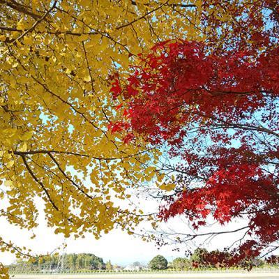城山公園の紅葉-1