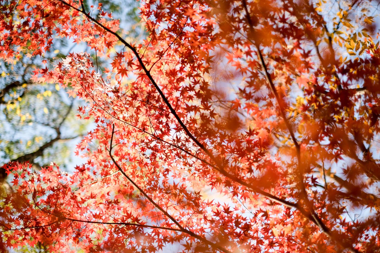 Ishibashi Cultural Center Maple Festival