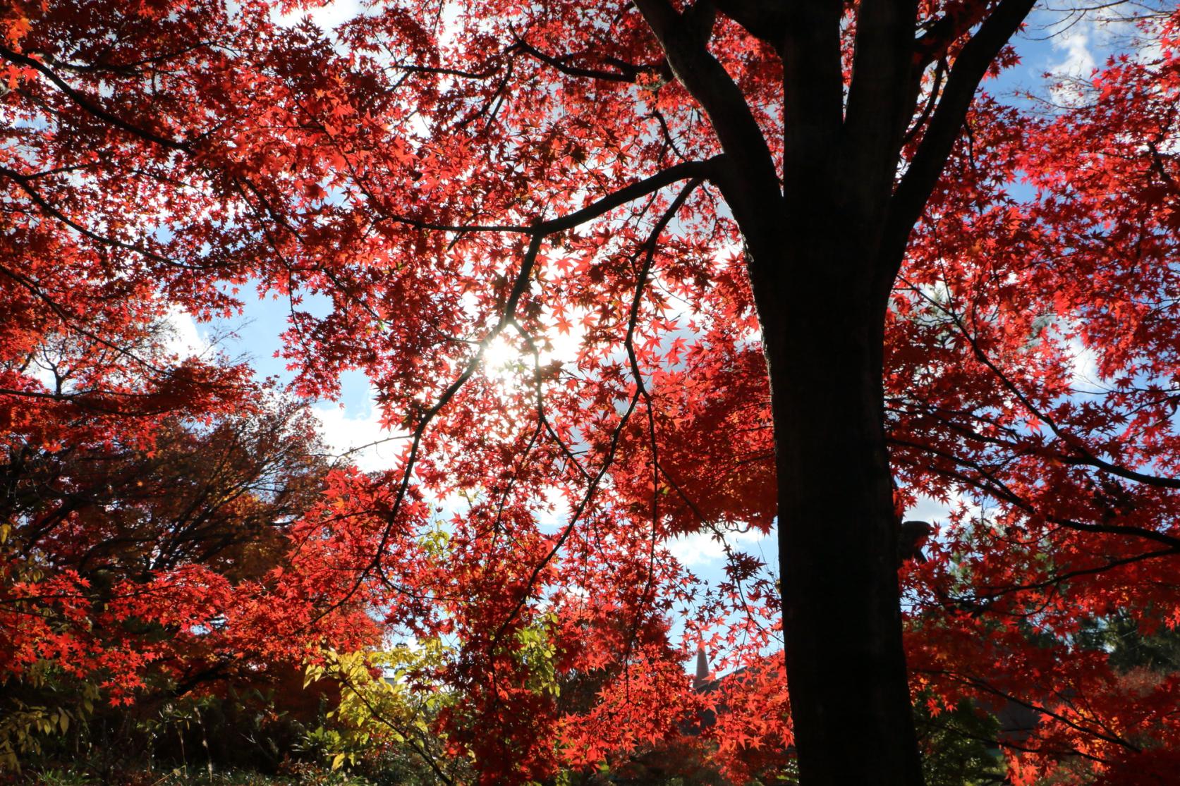 筥崎宮神苑花庭園の紅葉-0