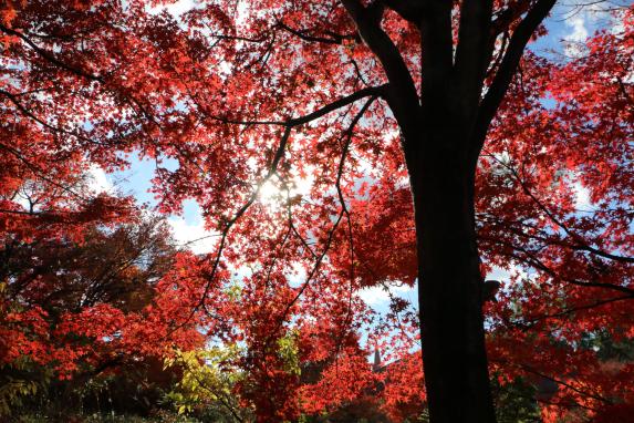 【筥崎宮】神苑花庭園の紅葉-0