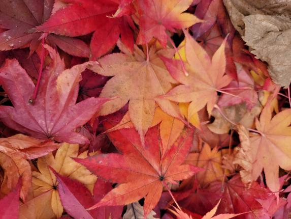 【筥崎宮】神苑花庭園の紅葉-1
