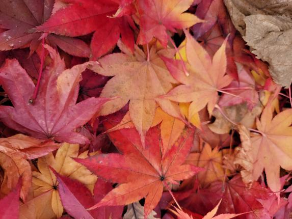 筥崎宮神苑花庭園の紅葉-1