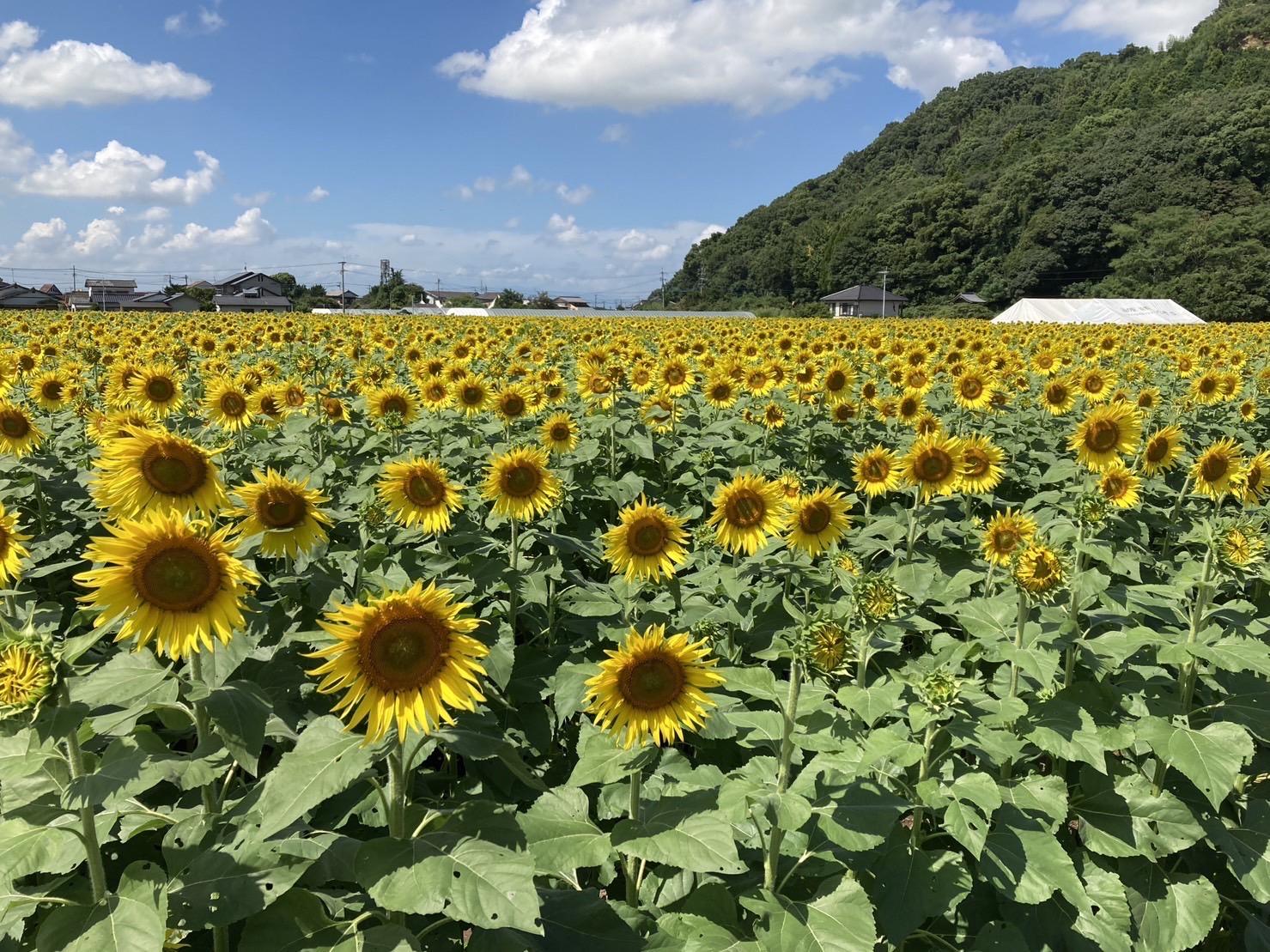 杷木大ひまわり園-3