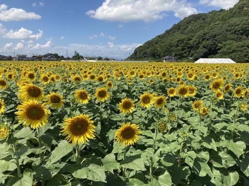 杷木大ひまわり園-3