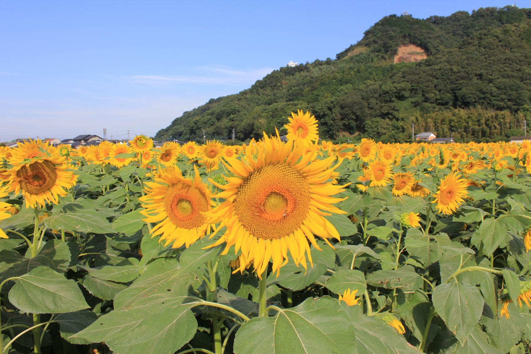 杷木大ひまわり園-6