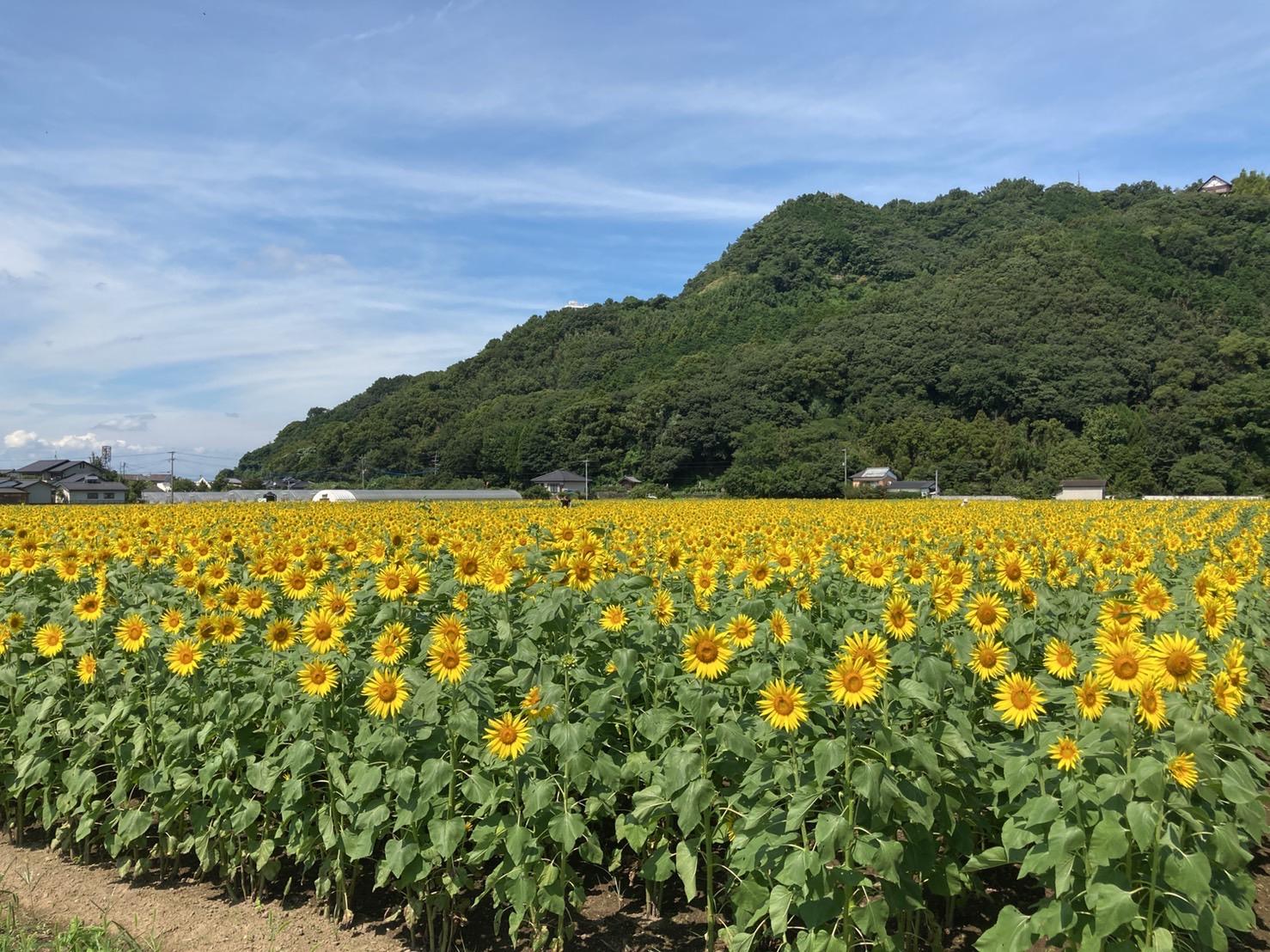 杷木大ひまわり園 | 観光スポット | 【公式】福岡県の観光/旅行 杷木大ひまわり園 | 観光スポット | 【公式】福岡県の観光/旅行