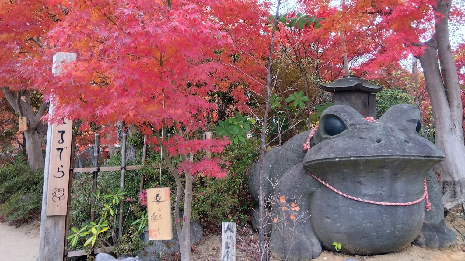 Nyoirinji Temple Light and Autumn Leaves Maple Festival-1