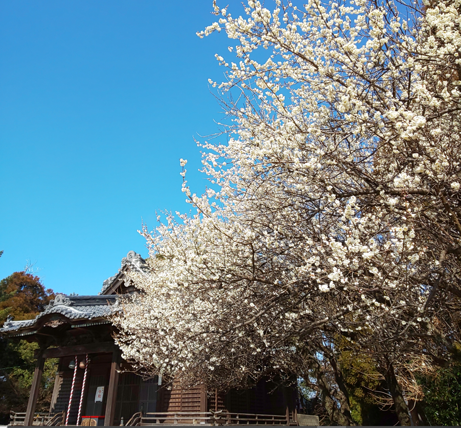 大中臣神社の梅-0