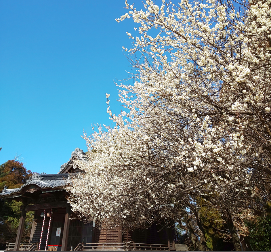 【大中臣神社】梅の花-1
