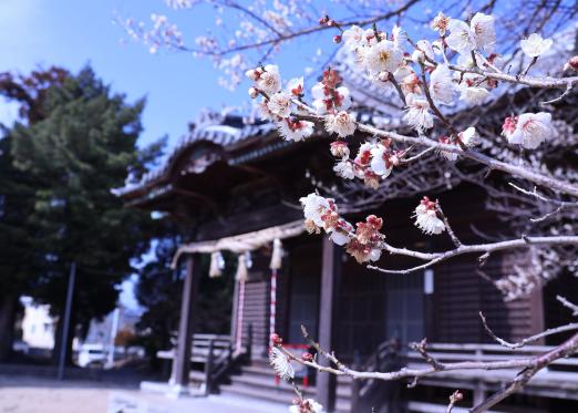 【大中臣神社】梅の花-0