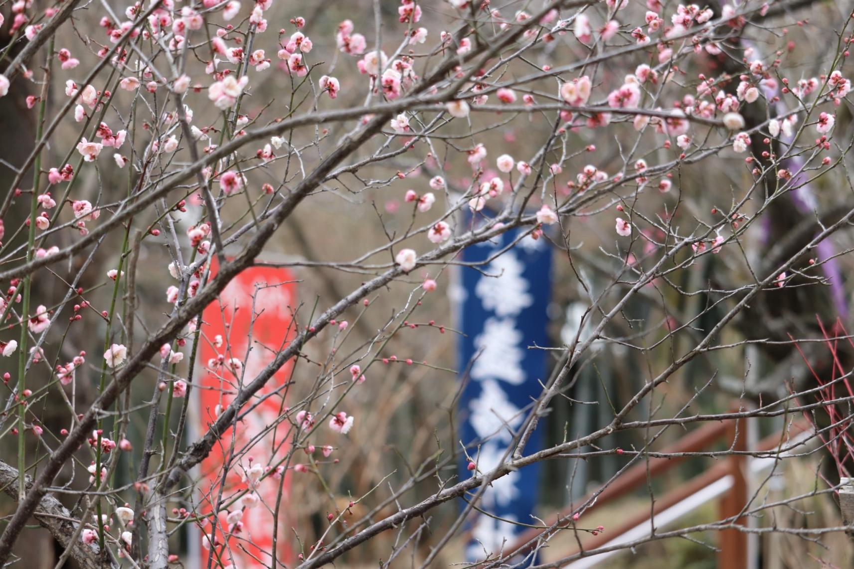 素戔嗚神社の梅-0