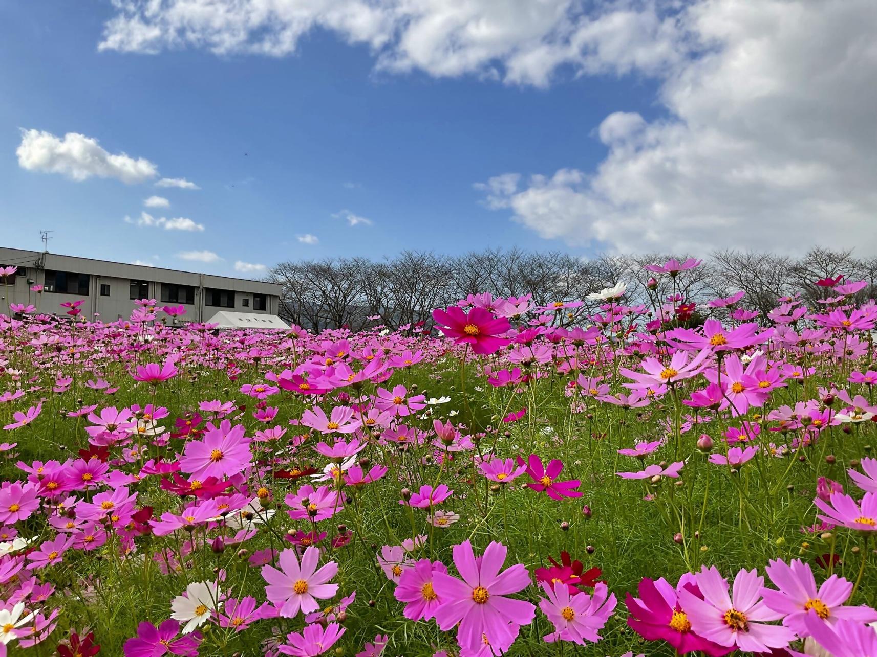 矢部川のコスモス-0