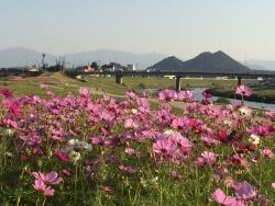 遠賀川中の島のコスモス-1