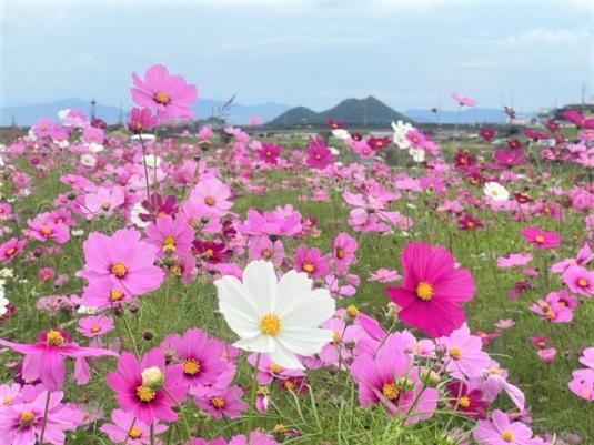 遠賀川中の島のコスモス-0