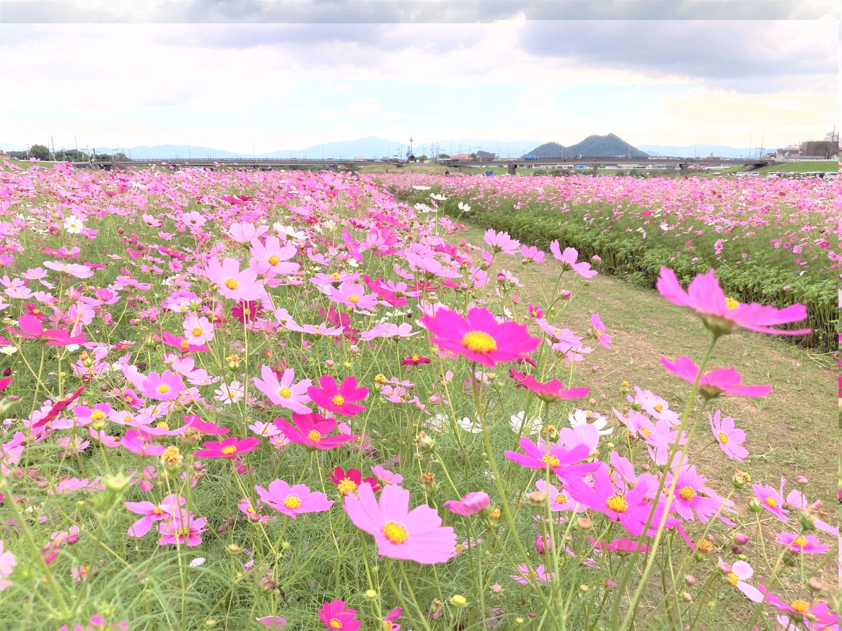 遠賀川中の島のコスモス