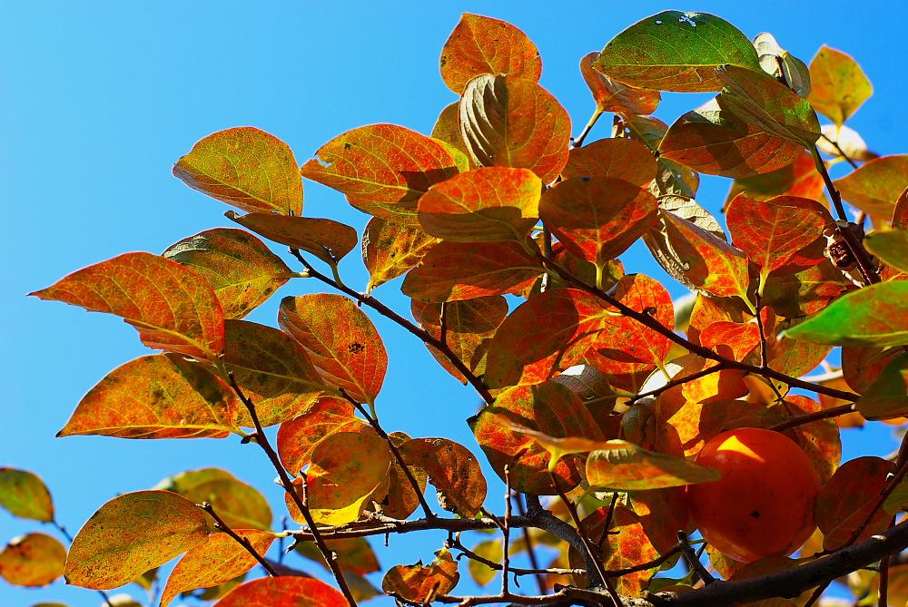 耳納山麓の柿の紅葉-1