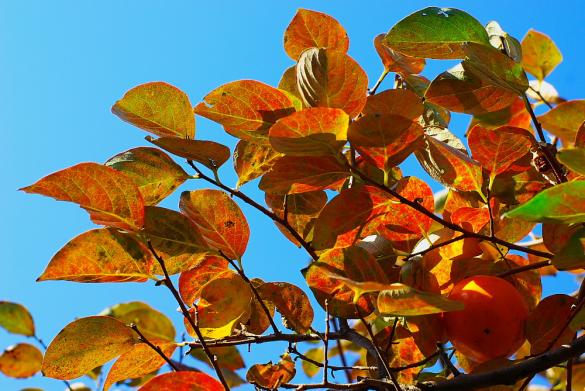 耳納山麓の柿の紅葉-0