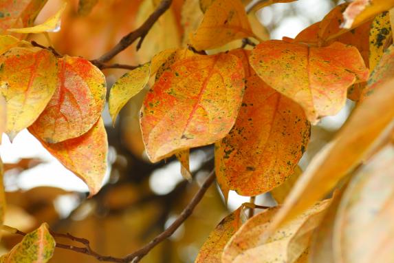 耳納山麓の柿の紅葉-1