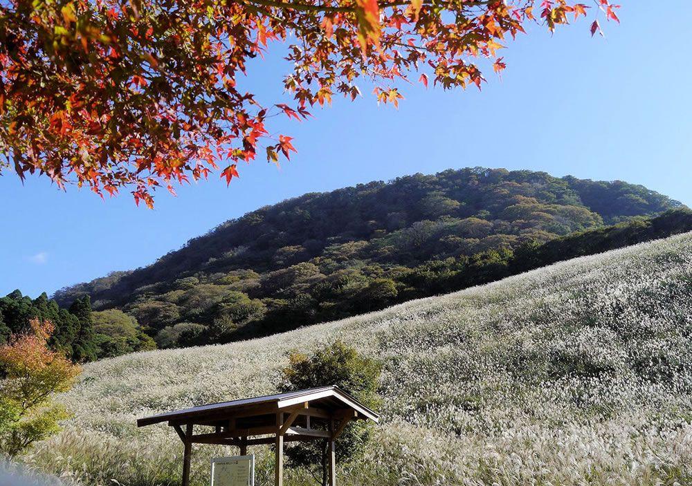 鷹巣原高原のススキ-0