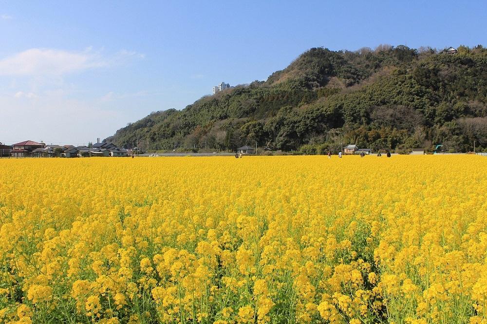 道の駅「原鶴」　菜の花まつり-0