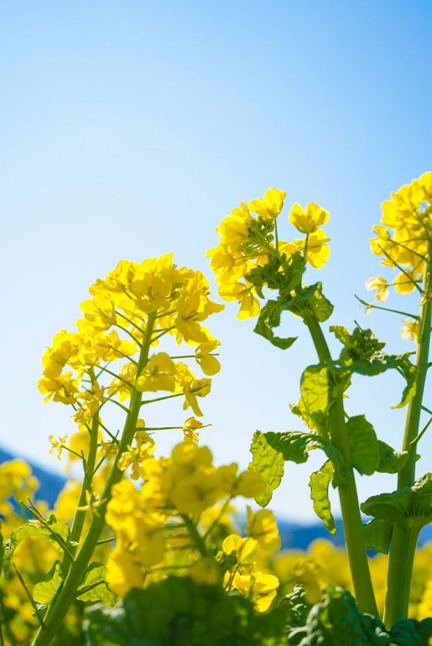 道の駅「原鶴」　菜の花まつり-1