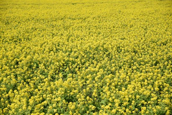 道の駅「原鶴」　菜の花まつり-3