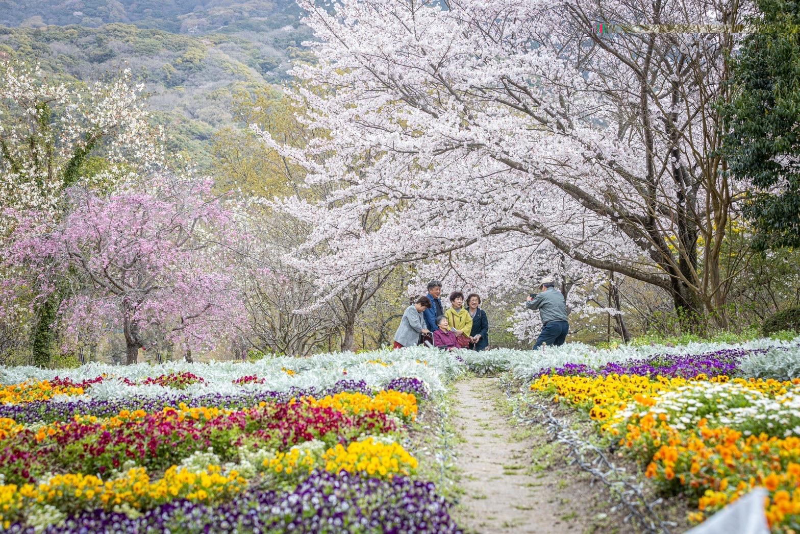 【福智山ろく花公園】笑顔満開、桜でわっしょい 花公園春の花まつり-1