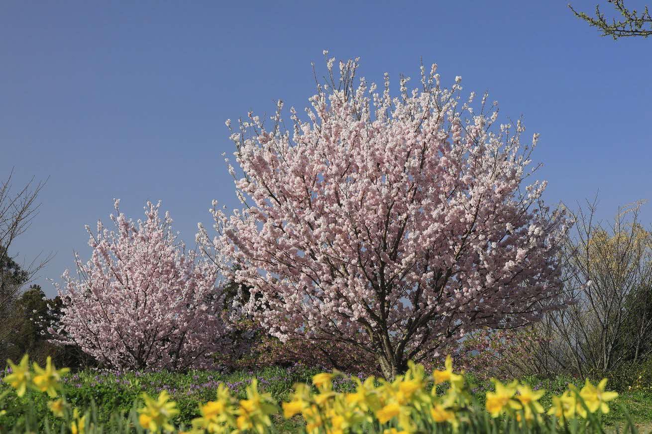 【福智山ろく花公園】笑顔満開、桜でわっしょい 花公園春の花まつり-1