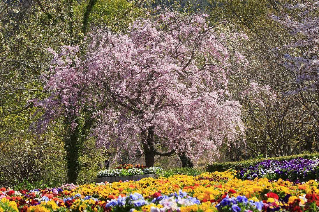 【福智山ろく花公園】笑顔満開、桜でわっしょい 花公園春の花まつり-2