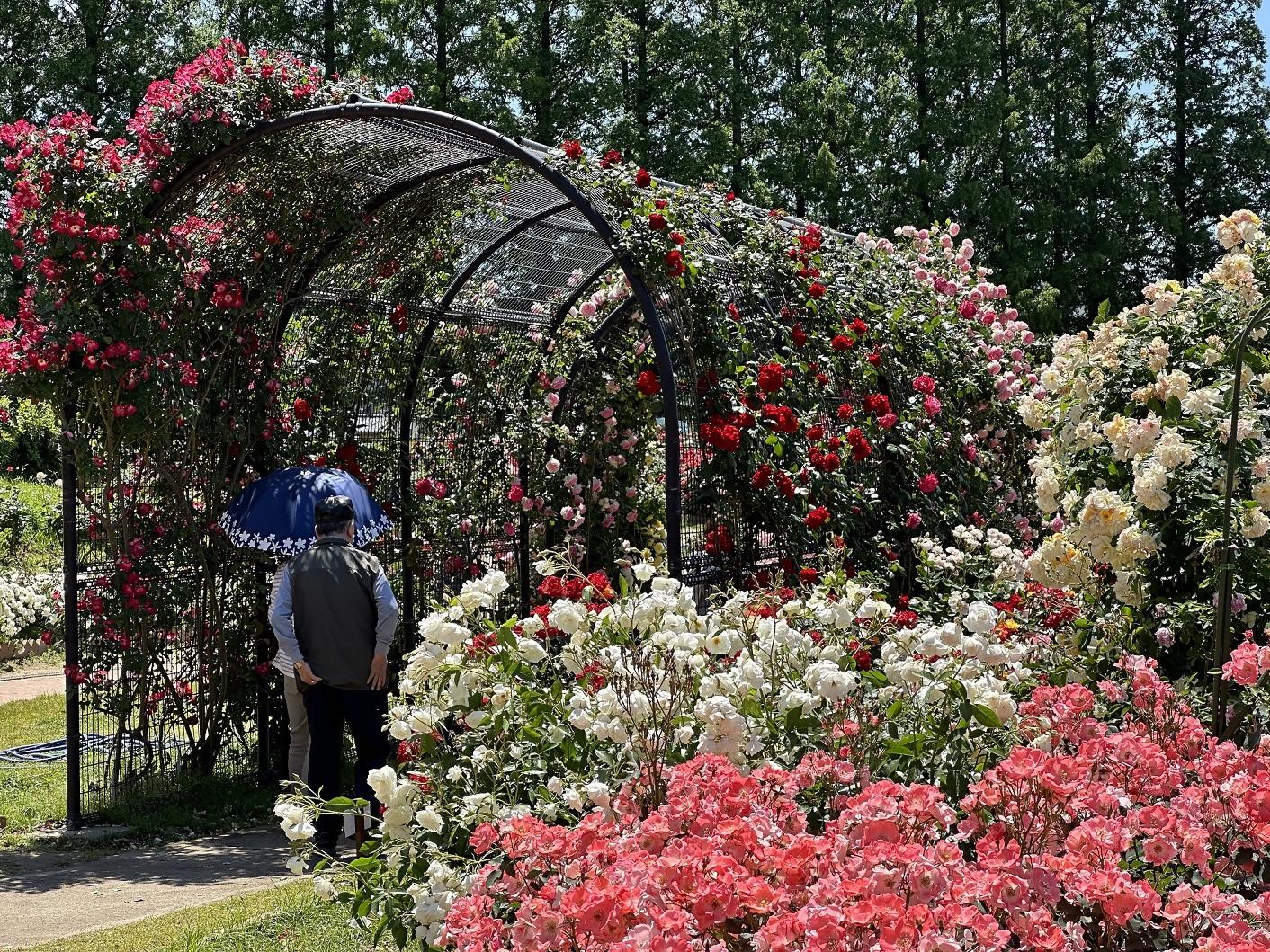 【花農丘公園・北九州市立総合農事センター】春のバラフェア-1