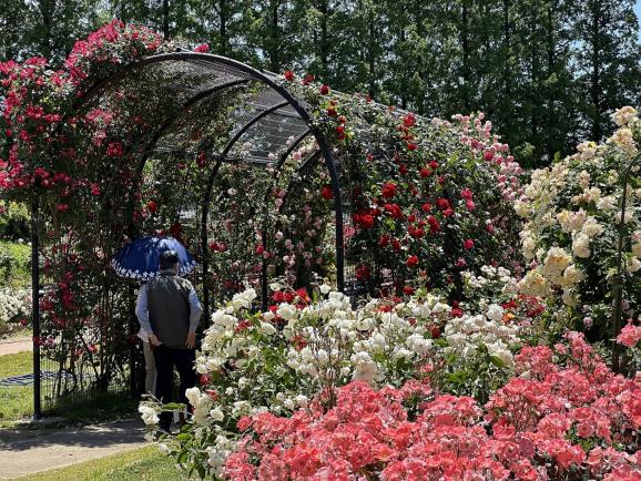 【花農丘公園・北九州市立総合農事センター】春のばらフェア-1