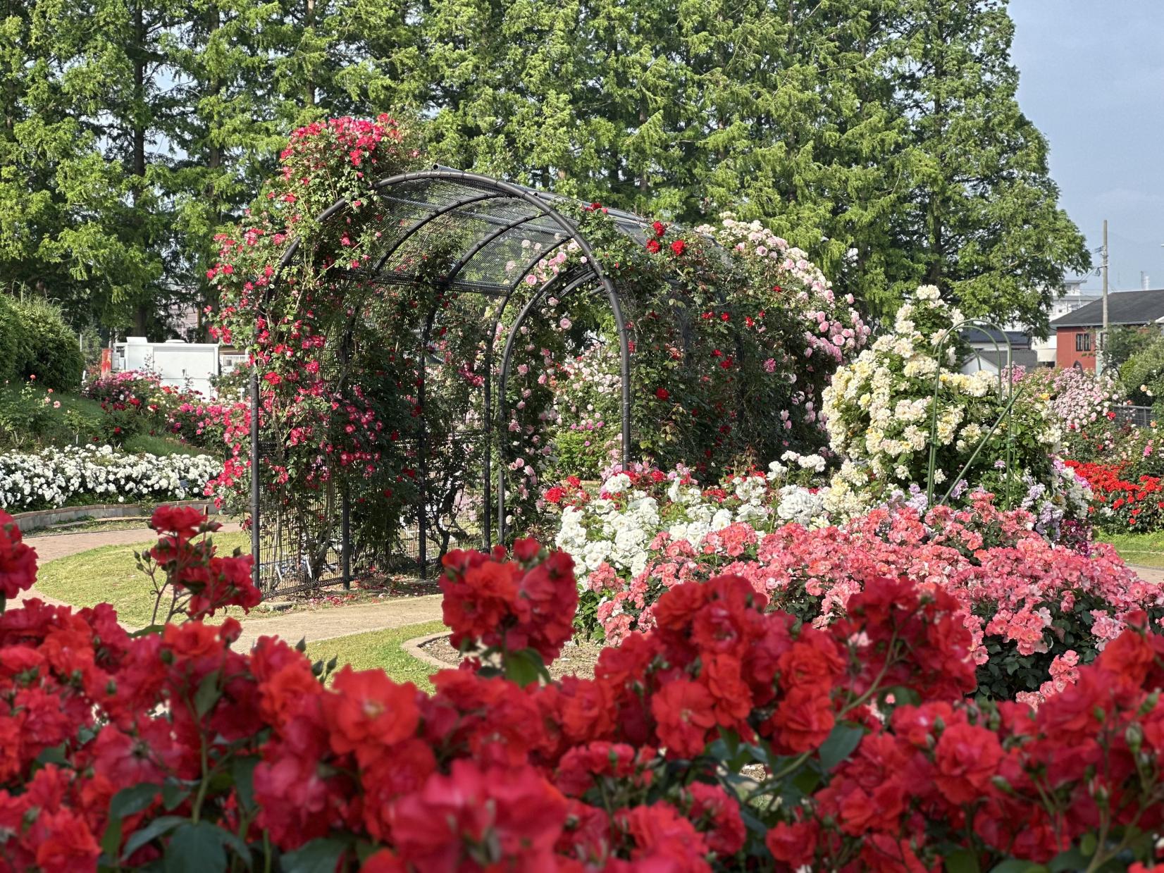 【花農丘公園・北九州市立総合農事センター】春のばらフェア-2