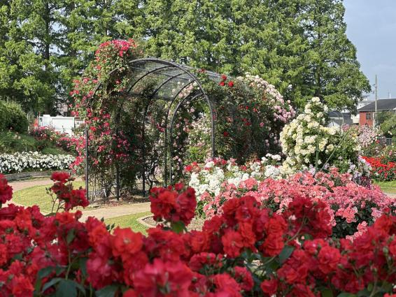 【花農丘公園・北九州市立総合農事センター】春のばらフェア-2