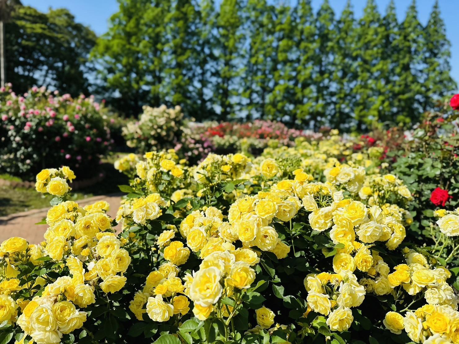 【花農丘公園・北九州市立総合農事センター】春のばらフェア-1