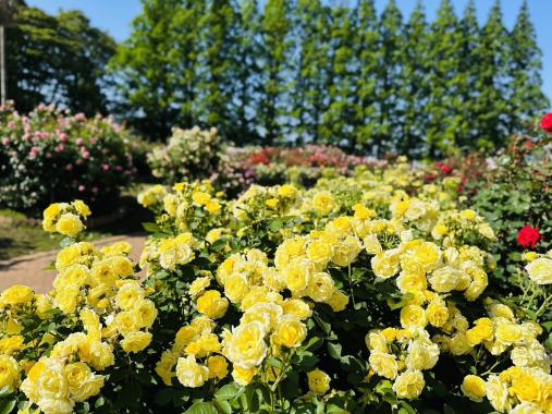 【花農丘公園・北九州市立総合農事センター】春のばらフェア-0