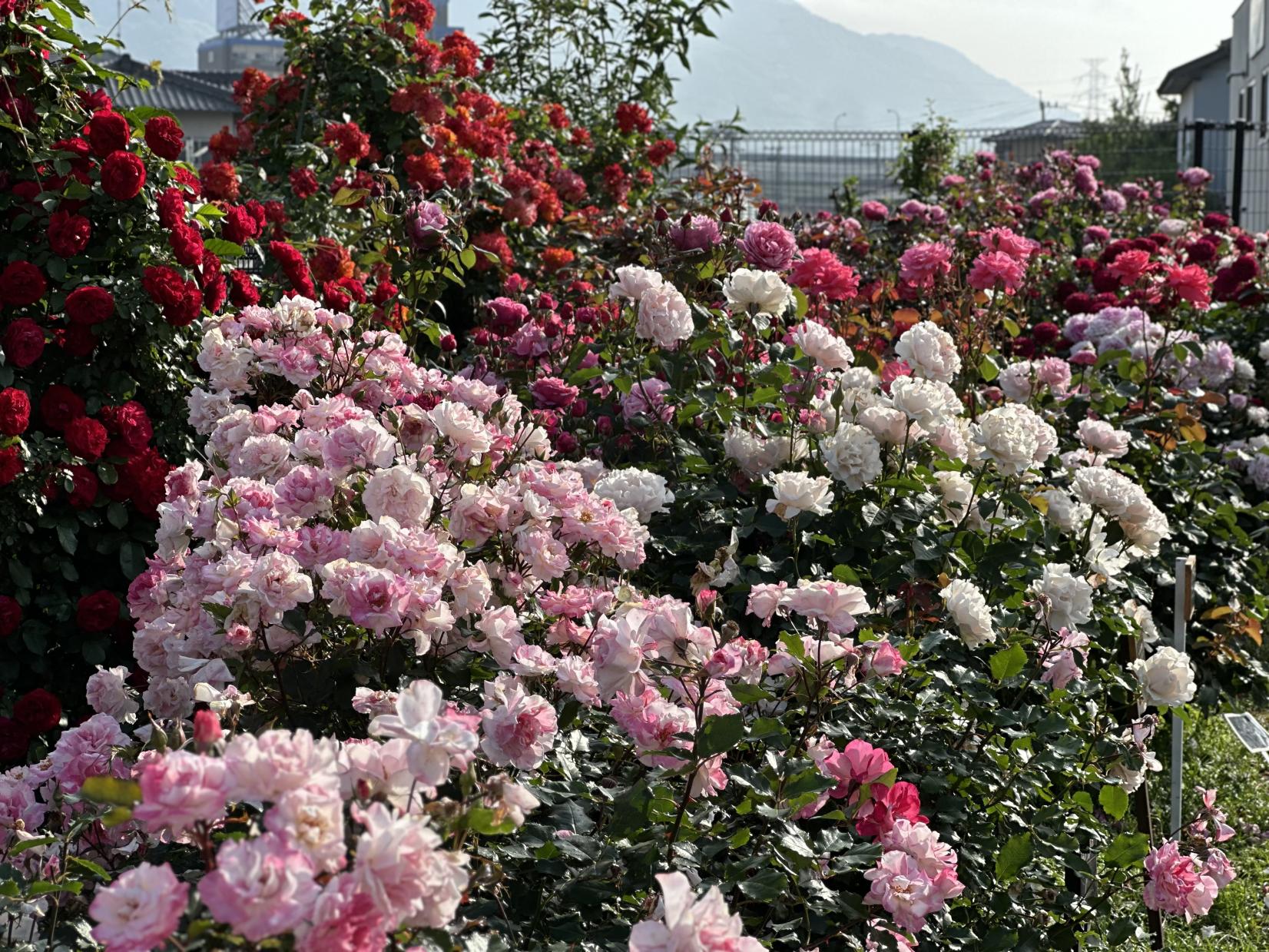 【花農丘公園・北九州市立総合農事センター】春のばらフェア-7