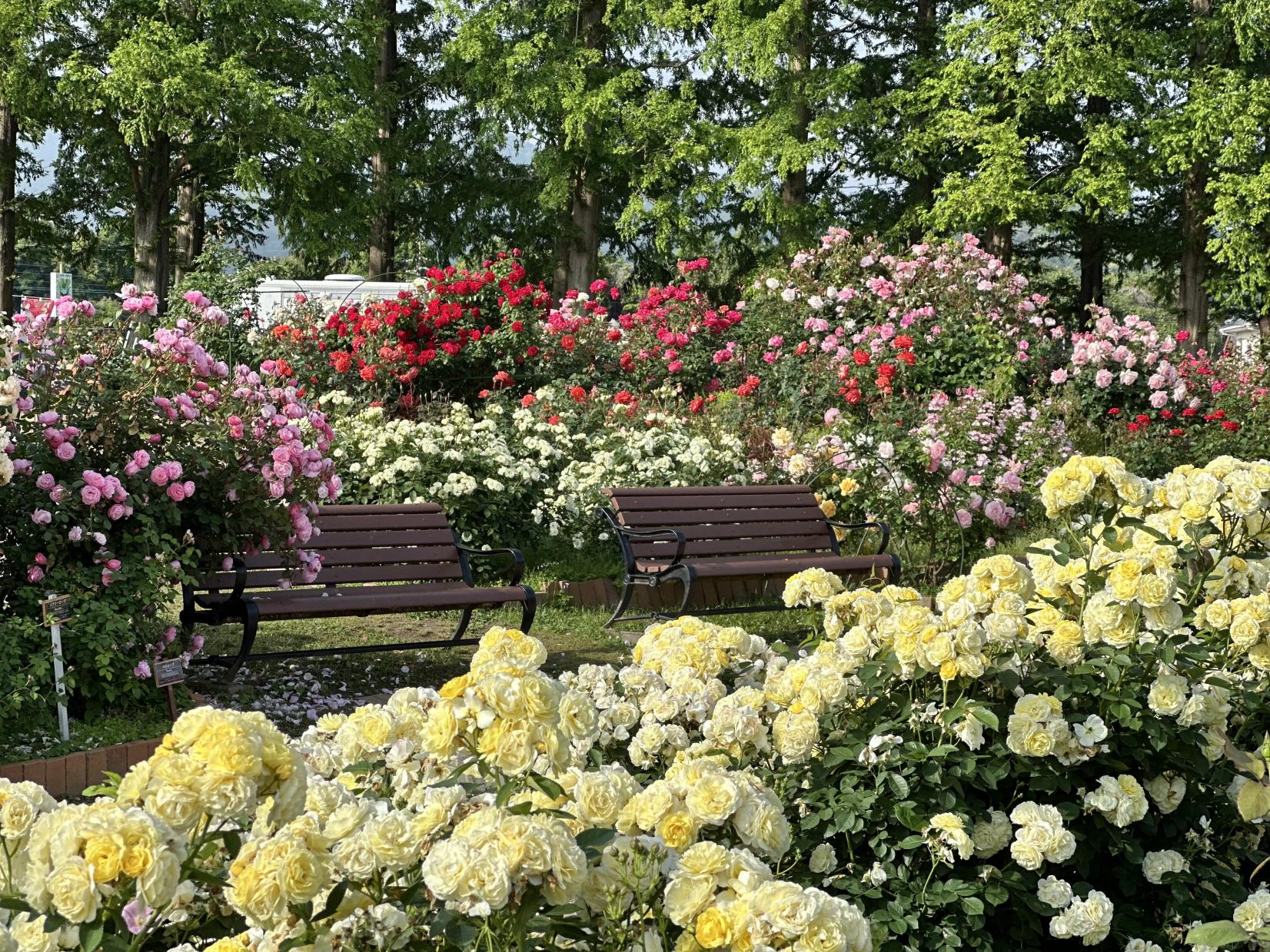 【花農丘公園・北九州市立総合農事センター】春のばらフェア-1
