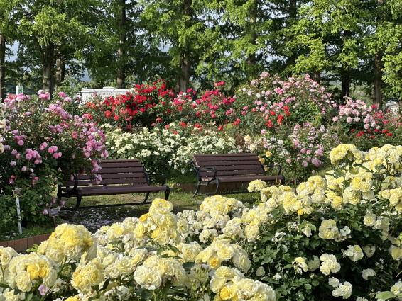 【花農丘公園・北九州市立総合農事センター】春のばらフェア-1
