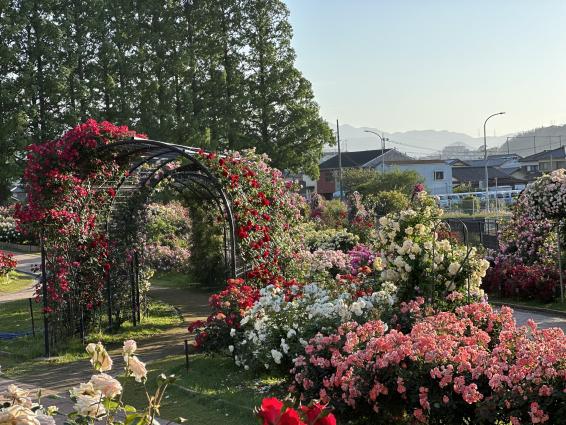 【花農丘公園・北九州市立総合農事センター】春のばらフェア-5